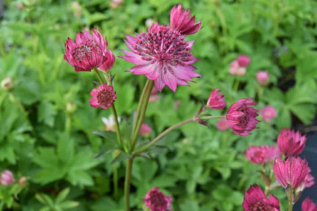 Astrantia major 'Roma' ® ---